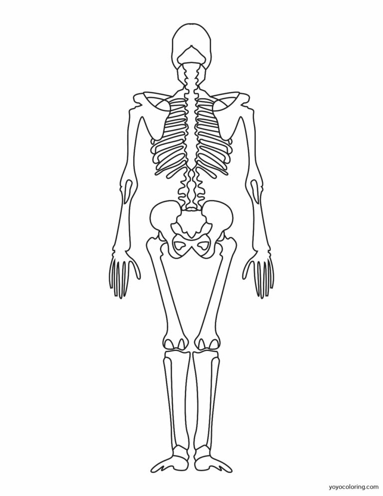 Skelett Malvorlagen