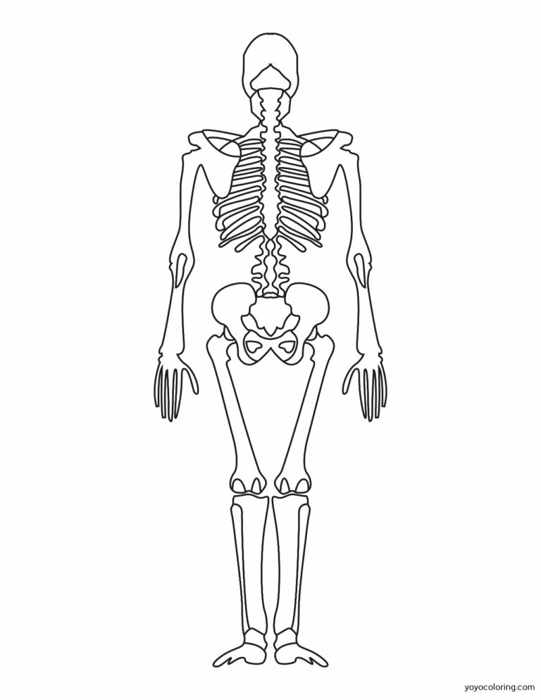 Skelett Ausmalbilder ᗎ Zum Ausmalen – Malvorlage