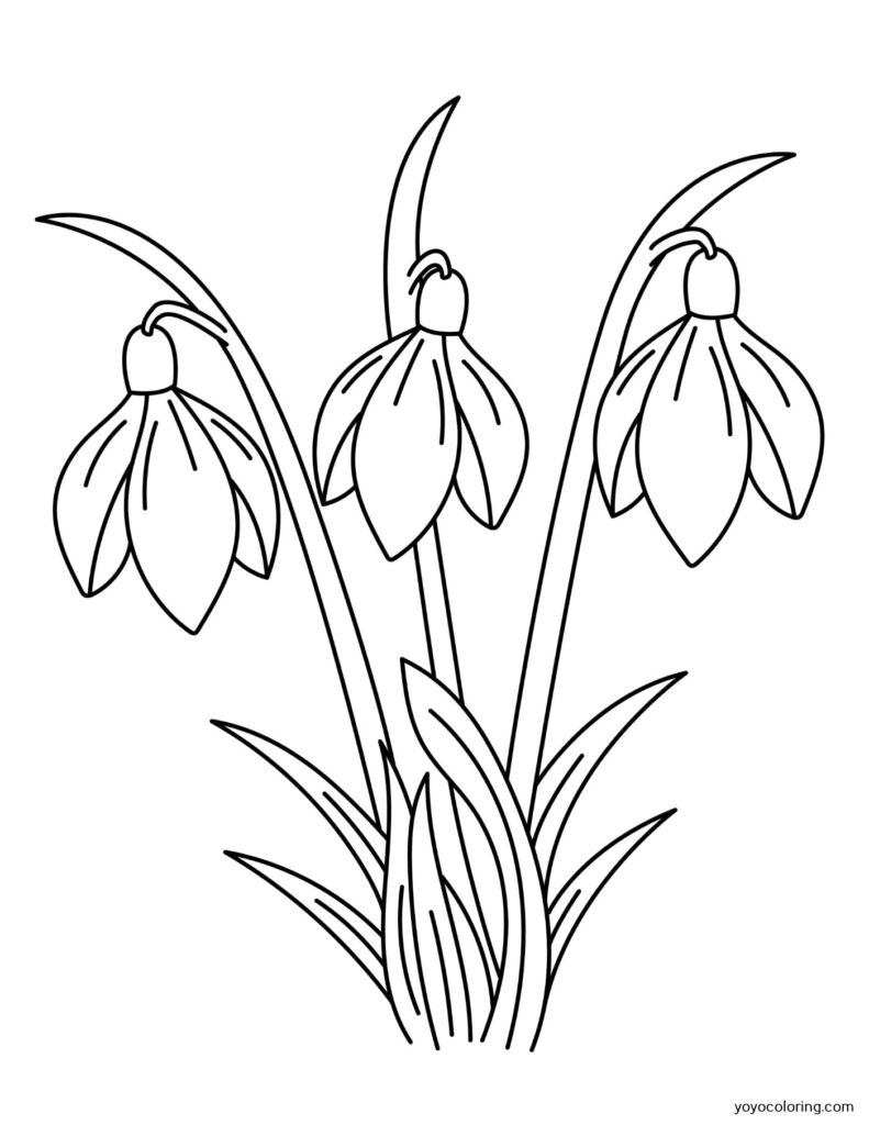 Snowdrops Coloring Pages